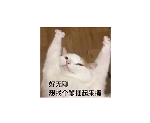 brat 反主联盟的一天